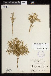 Diphasiastrum x zeilleri image