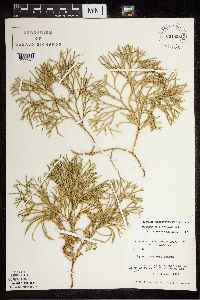 Diphasiastrum x zeilleri image