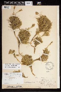 Diphasiastrum x zeilleri image