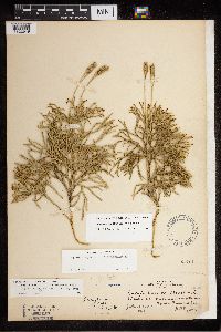 Diphasiastrum x zeilleri image