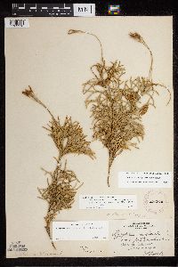 Diphasiastrum x zeilleri image