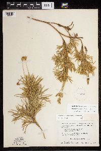 Diphasiastrum x zeilleri image