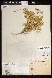 Diphasiastrum x zeilleri image