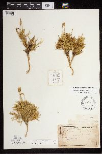 Diphasiastrum x zeilleri image