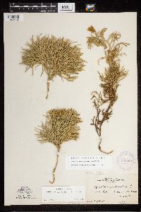 Diphasiastrum x zeilleri image