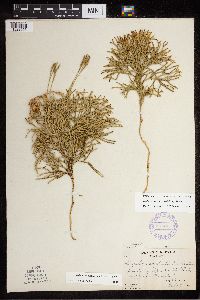 Diphasiastrum x zeilleri image