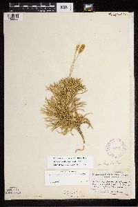 Diphasiastrum x zeilleri image