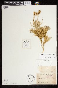 Diphasiastrum x zeilleri image