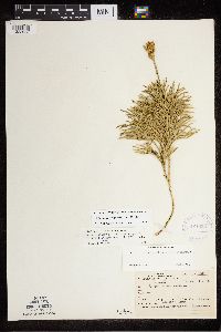 Diphasiastrum x zeilleri image