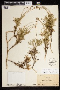 Diphasiastrum x zeilleri image