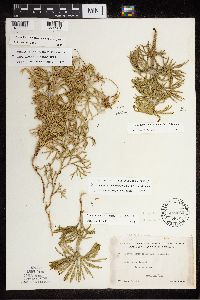 Diphasiastrum digitatum image