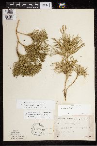 Diphasiastrum x zeilleri image