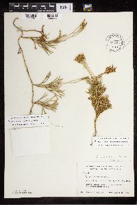 Diphasiastrum tristachyum image