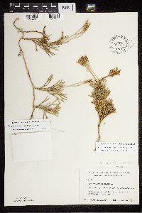 Diphasiastrum x zeilleri image