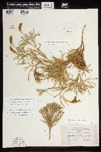 Diphasiastrum tristachyum image