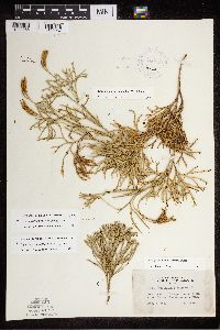 Diphasiastrum x zeilleri image