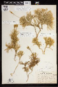 Diphasiastrum tristachyum image