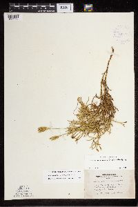 Diphasiastrum x zeilleri image