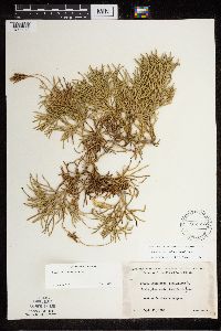 Diphasiastrum x zeilleri image