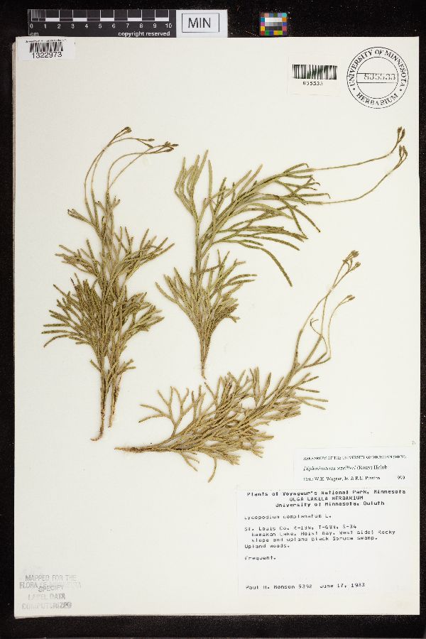 Diphasiastrum image