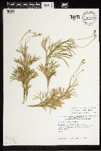 Diphasiastrum x zeilleri image