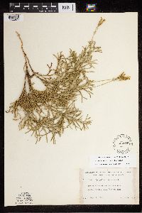 Diphasiastrum x zeilleri image