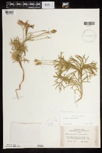 Diphasiastrum x zeilleri image