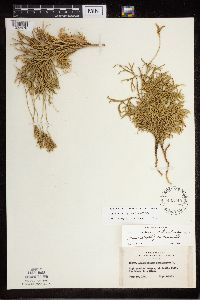 Diphasiastrum x zeilleri image