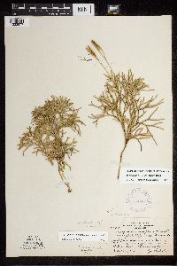 Diphasiastrum x zeilleri image