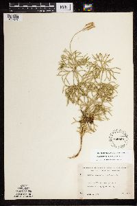 Diphasiastrum x zeilleri image