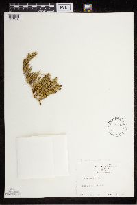 Diphasiastrum alpinum image