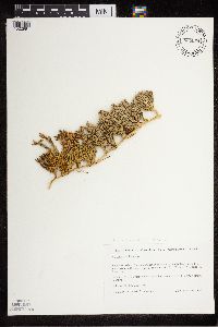 Diphasiastrum alpinum image