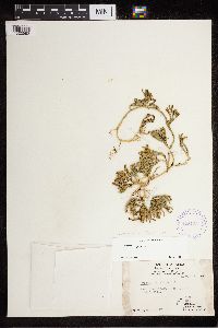 Media resource of Diphasiastrum alpinum