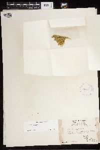 Diphasiastrum alpinum image