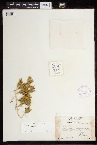 Diphasiastrum alpinum image