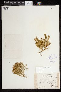 Diphasiastrum alpinum image