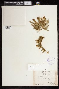 Diphasiastrum alpinum image