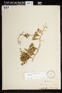 Diphasiastrum alpinum image