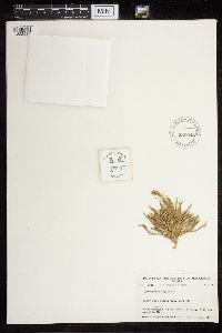 Diphasiastrum alpinum image