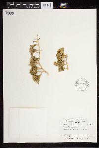 Diphasiastrum alpinum image