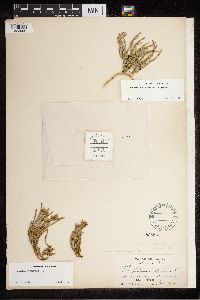 Diphasiastrum alpinum image