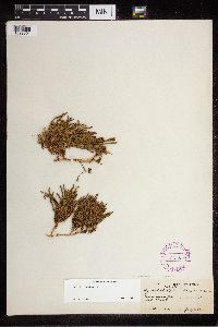 Diphasiastrum alpinum image