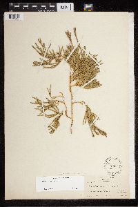 Diphasiastrum alpinum image