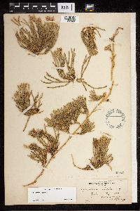 Diphasiastrum alpinum image