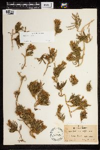 Diphasiastrum alpinum image