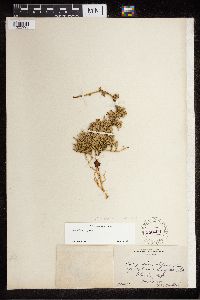 Diphasiastrum alpinum image