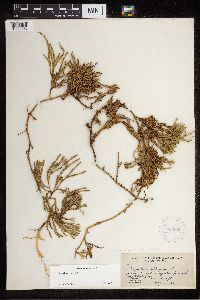 Diphasiastrum alpinum image