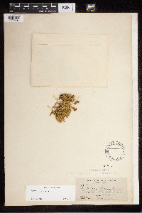 Diphasiastrum alpinum image