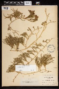 Diphasiastrum alpinum image