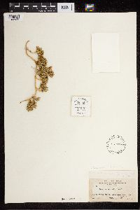 Diphasiastrum alpinum image